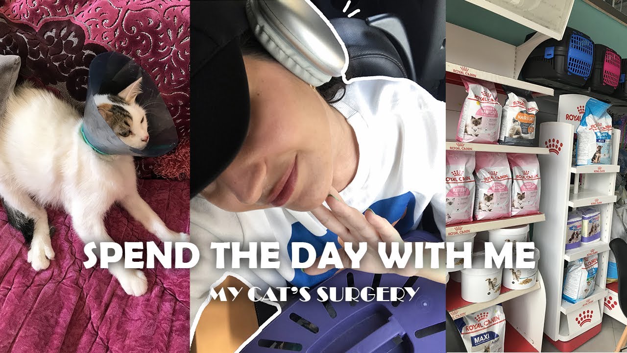 🤍 SPEND THE DAY WITH ME 🤍 - my cat's surgery المشيشة ديالي دارت عملية