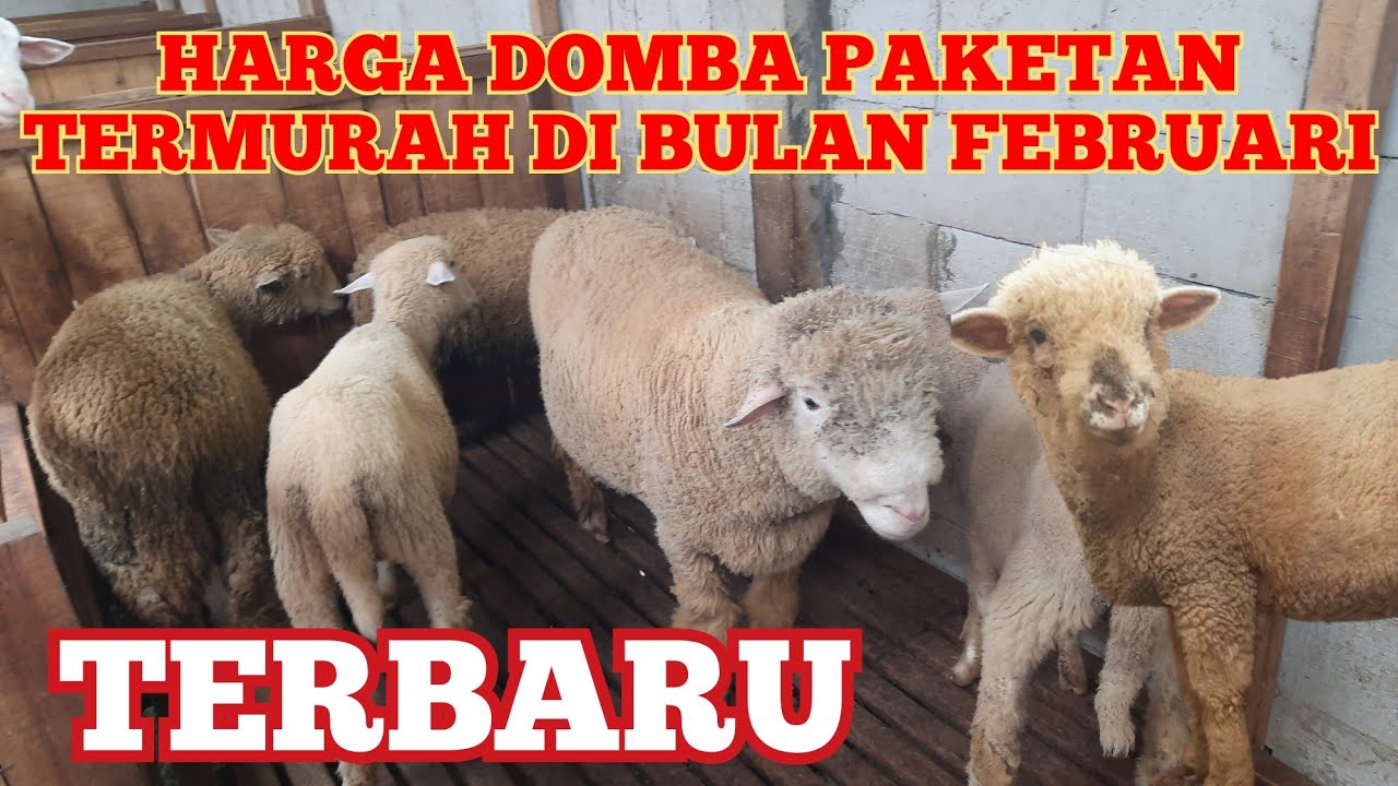 HARGA DOMBA PAKETAN TERMURAH DI BULAN FEBRUARI