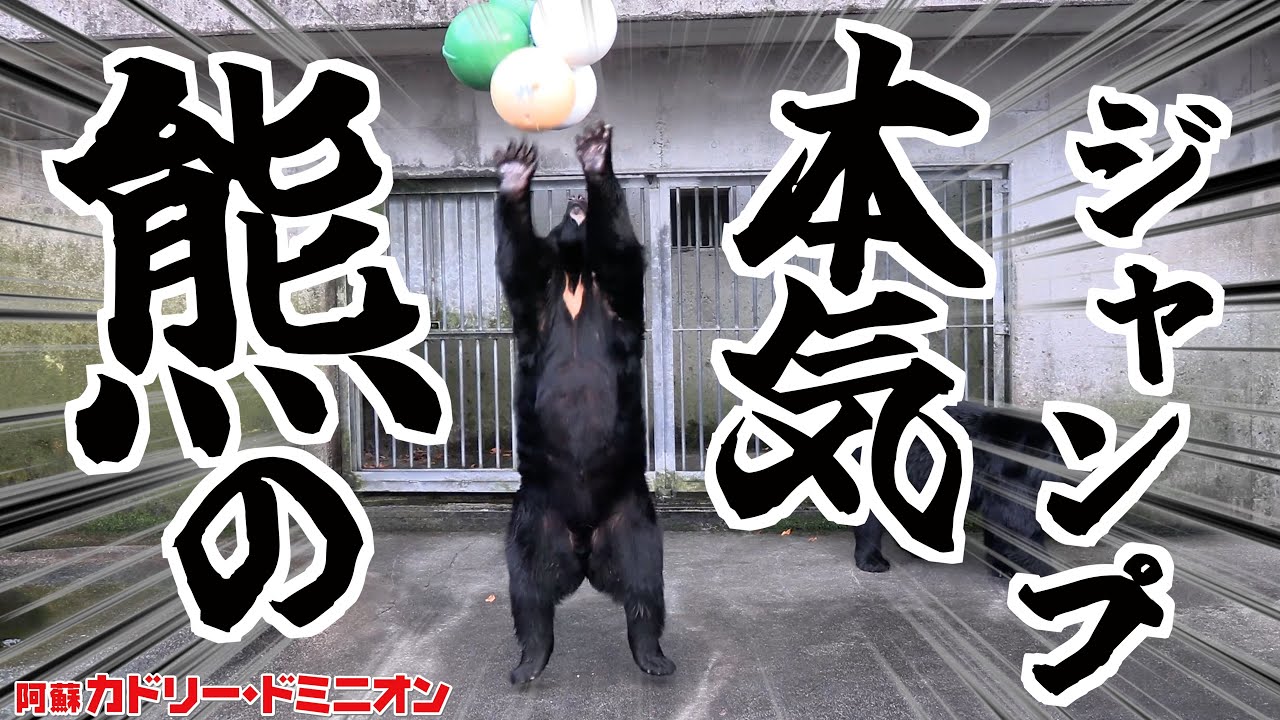君たちは熊の本気のジャンプを見たことがあるか。とんでもねぇぞ。