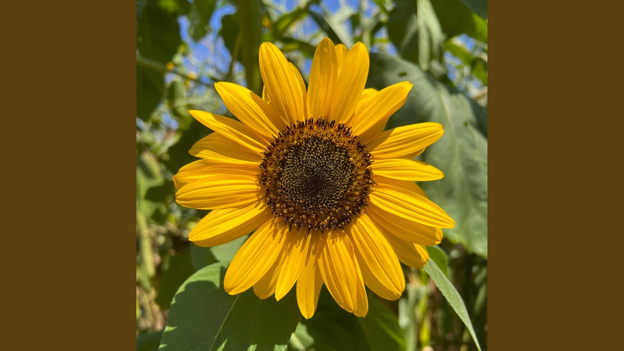 Sunflower Vibes Meditation