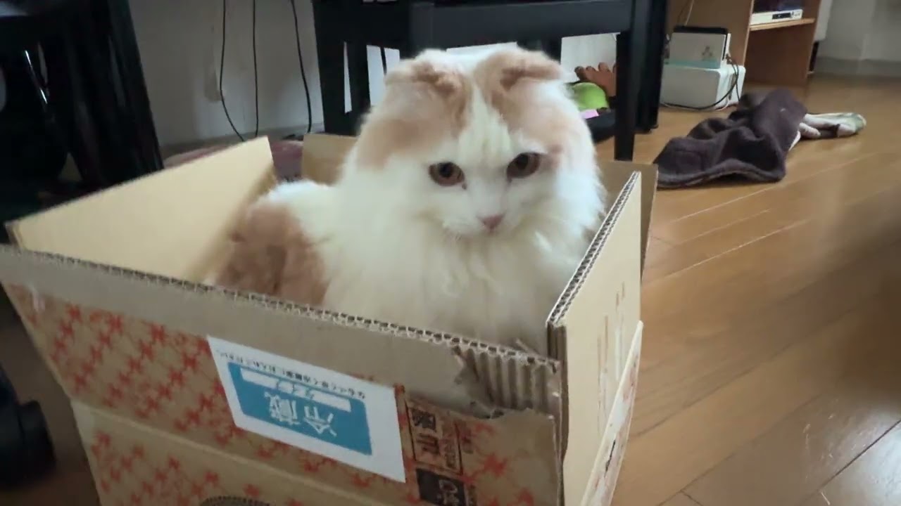 宅配が届くと大好きなダンボールに入り、みずから捨て猫になる猫神様 -Delivery arrives—Kohaku jumps into his box, playing stray.