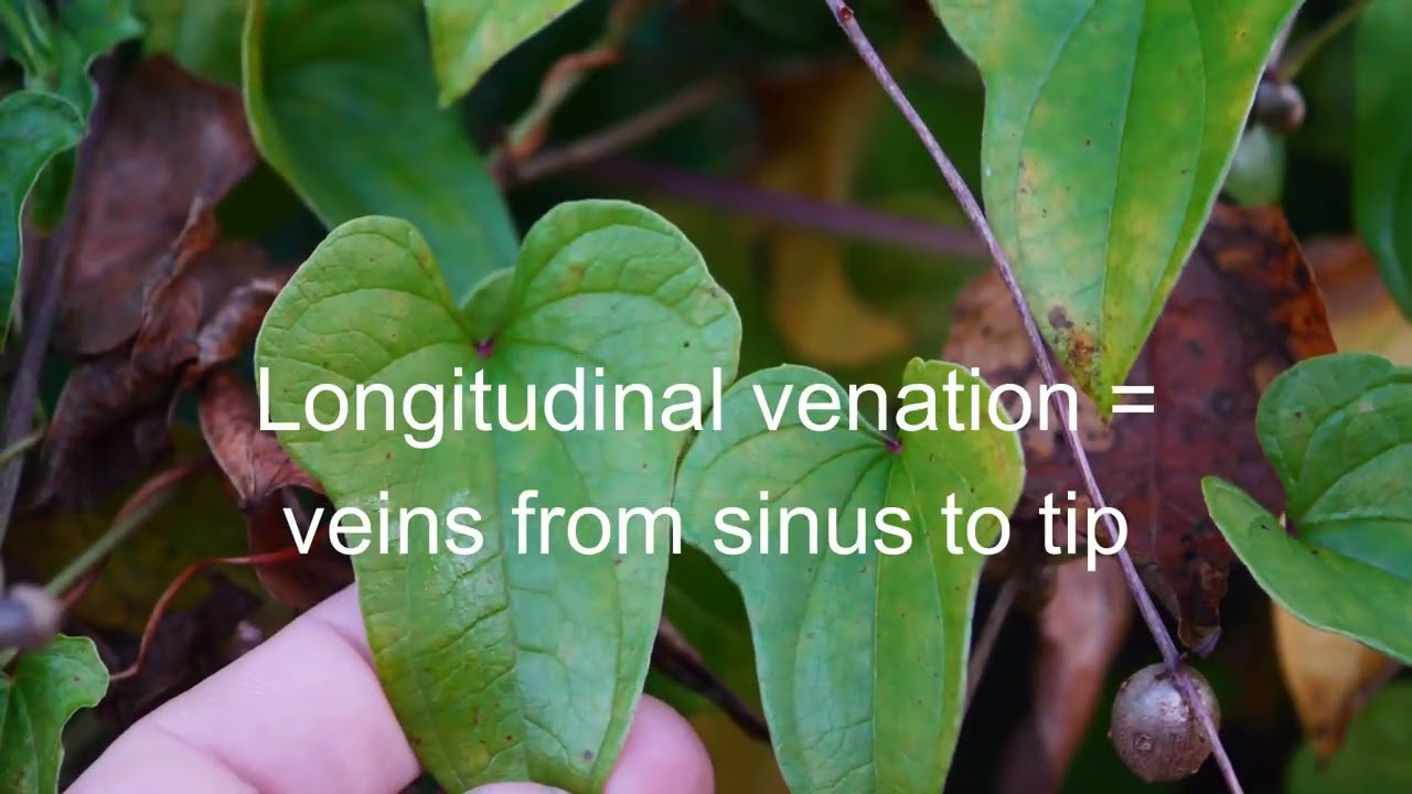 Quick Travel Vlog -- wild Cinnamon / Iron Yam (Dioscorea polystacha) -- Kentucky Breakfast