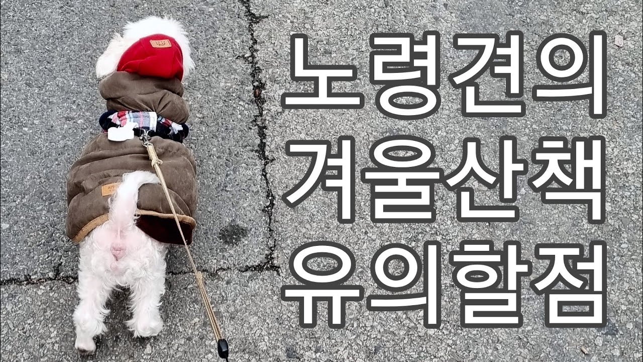 노령견 겨울 산책, 이것만은 꼭 보호자가 알아야 할 6가지