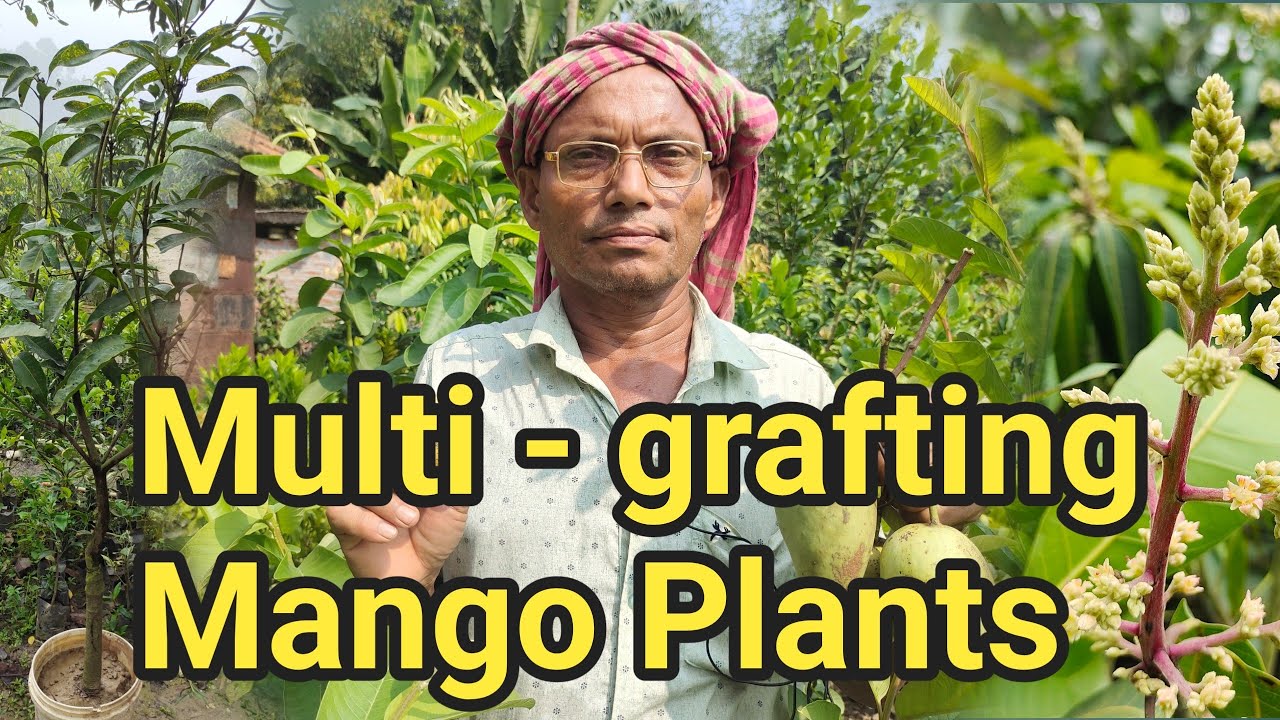 Mult-Grafting Mango plants।। Mother Plants of Mangoes ।।Ma Annapurna Nursery ।।
