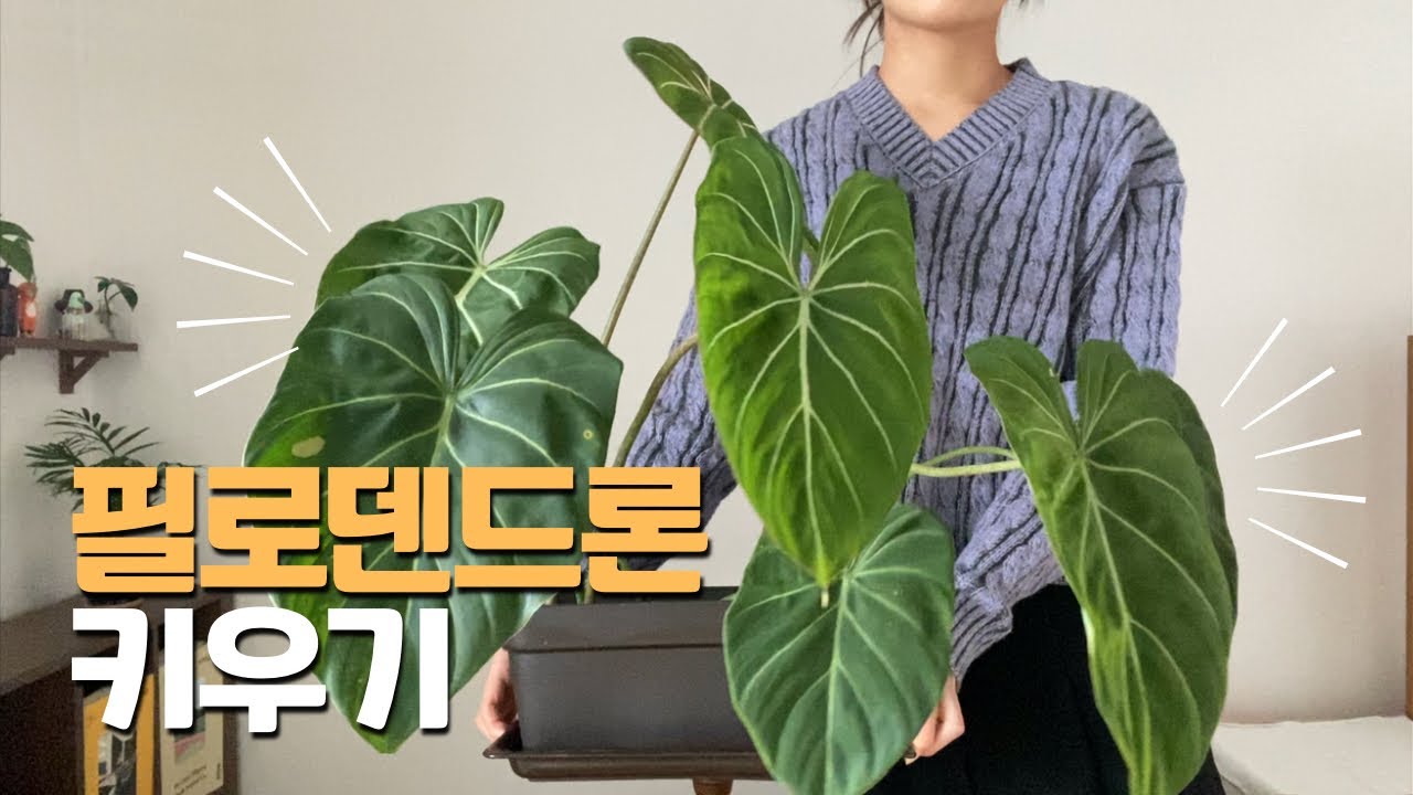 필로덴드론 키우기에 대한 모든 것