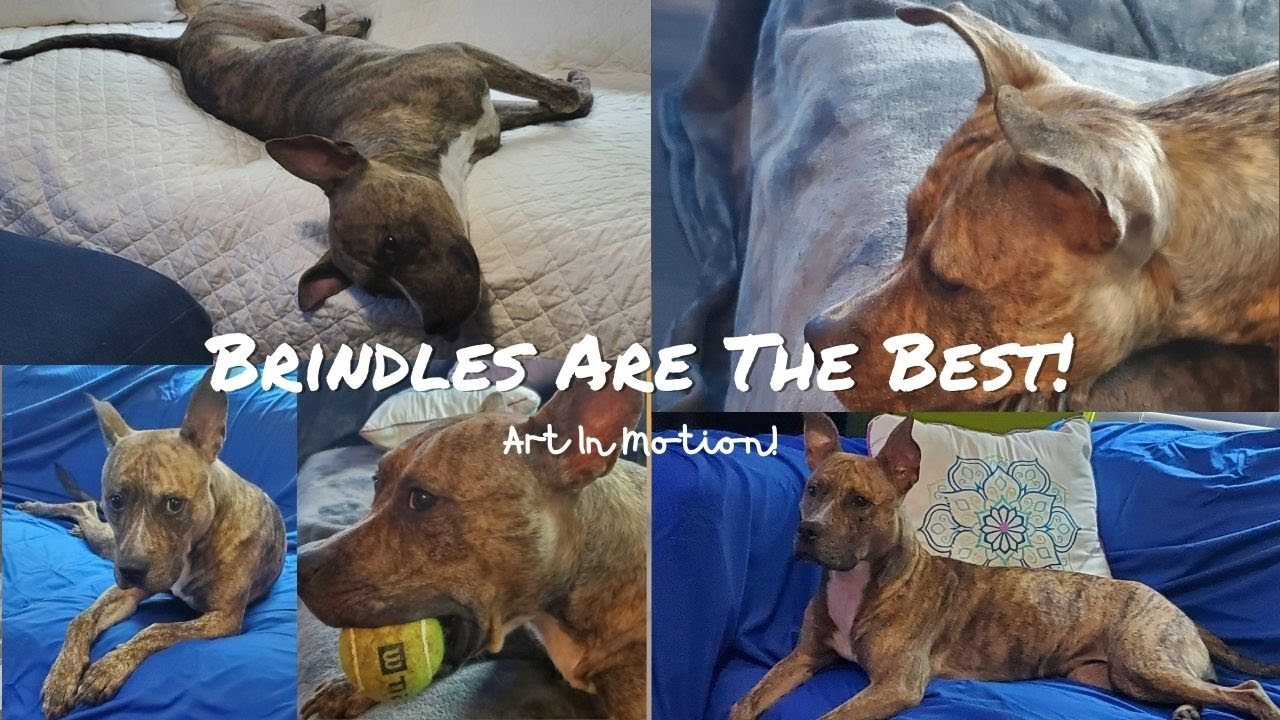 Brindle Fur Coats