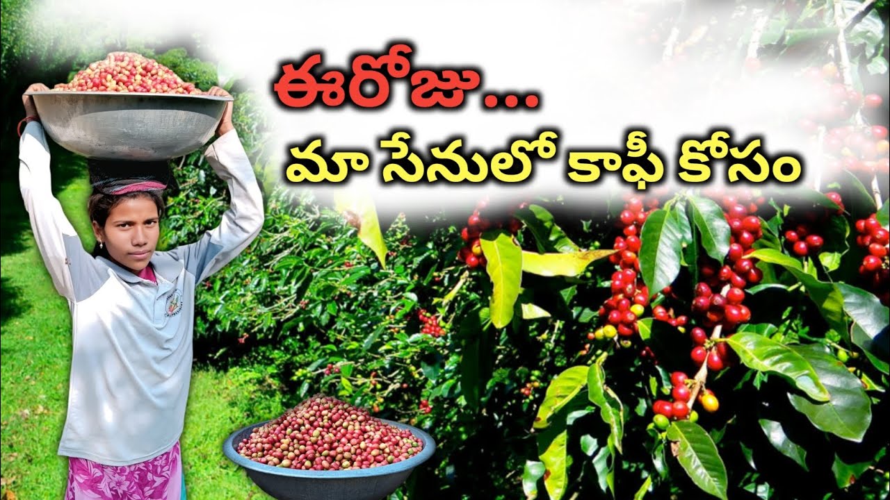 ఈరోజు కాఫీ కోయడానికి వెళ్తున్నాము | We are going to pick coffee today | ARAKU TRIBAL BOY ABHI VLOGS 