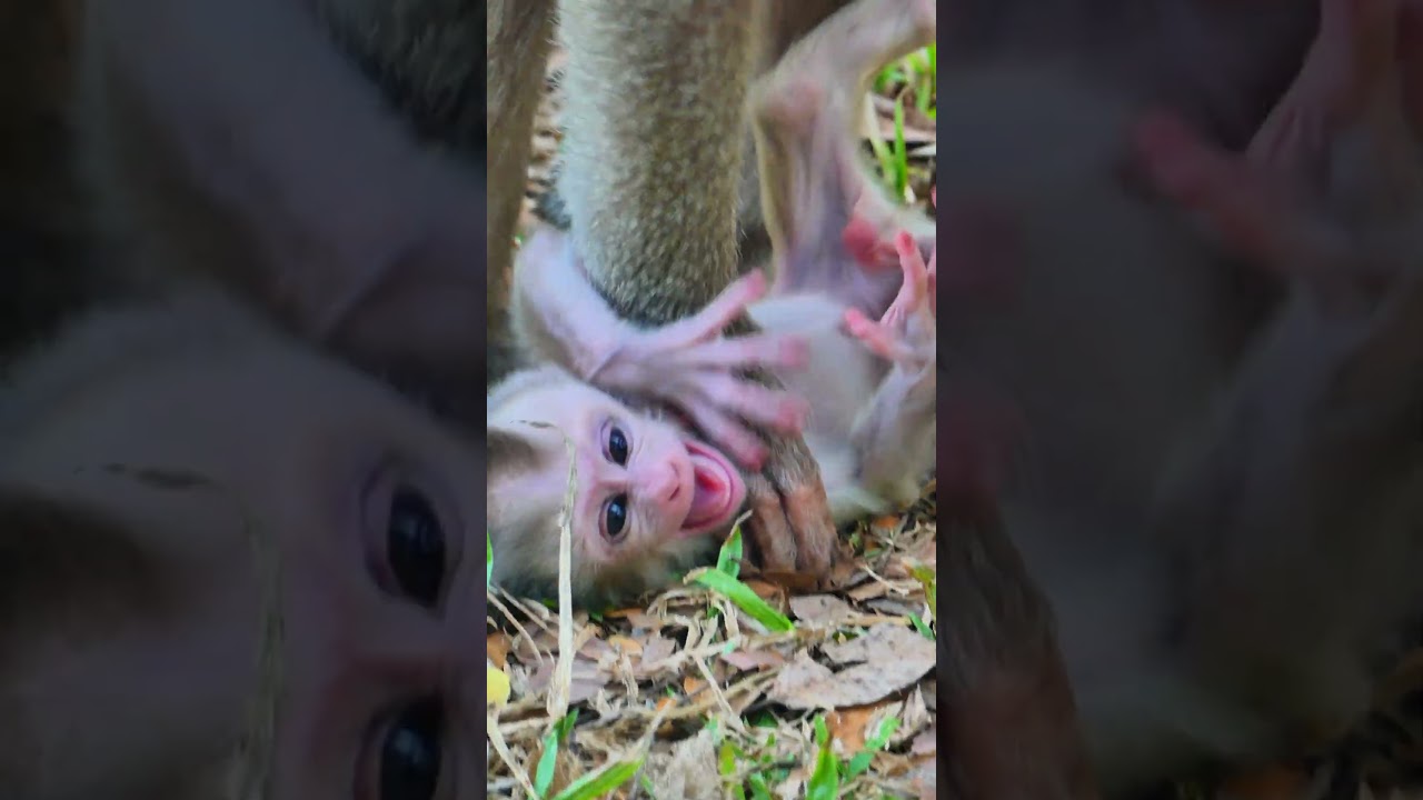 Libby try to train and teach new born baby monkey Levy #monkeys #baby #shorts