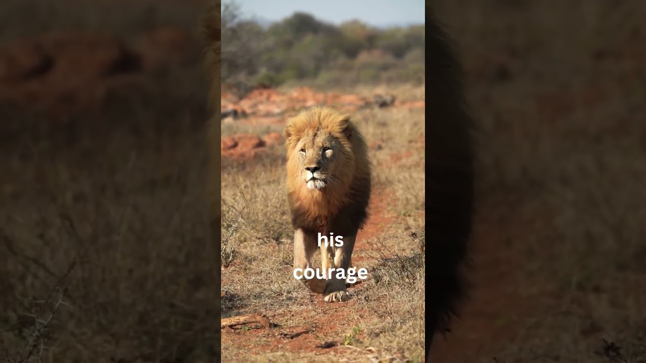 Roar louder than your fears 🦁 #fearless #motivation #inspiration #shorts #youtubeshorts #shortfeed