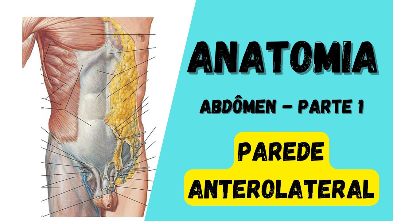 ANATOMIA HUMANA - Abdômen (Parte 1) - Parede anterolateral