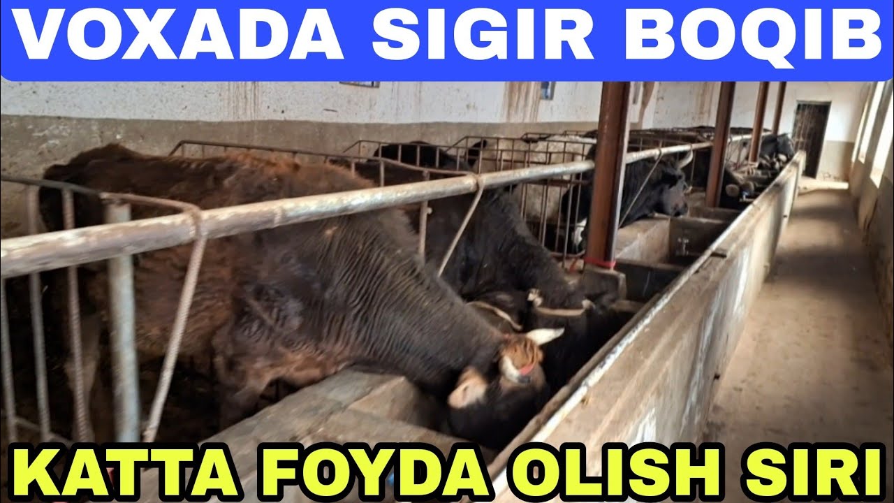 SIGIR BOQIB KATTA FOYDA OLISH SIRLARI
