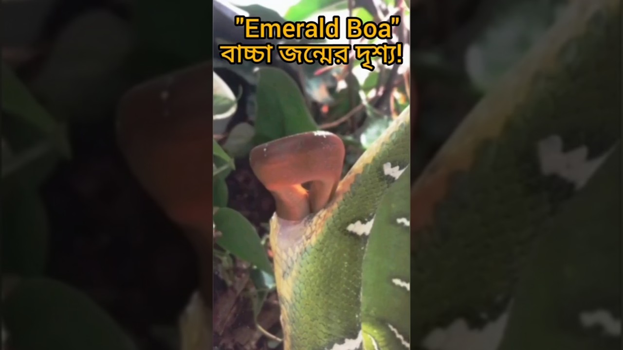 Emerald Tree Boa Snake Giving Birth Scene