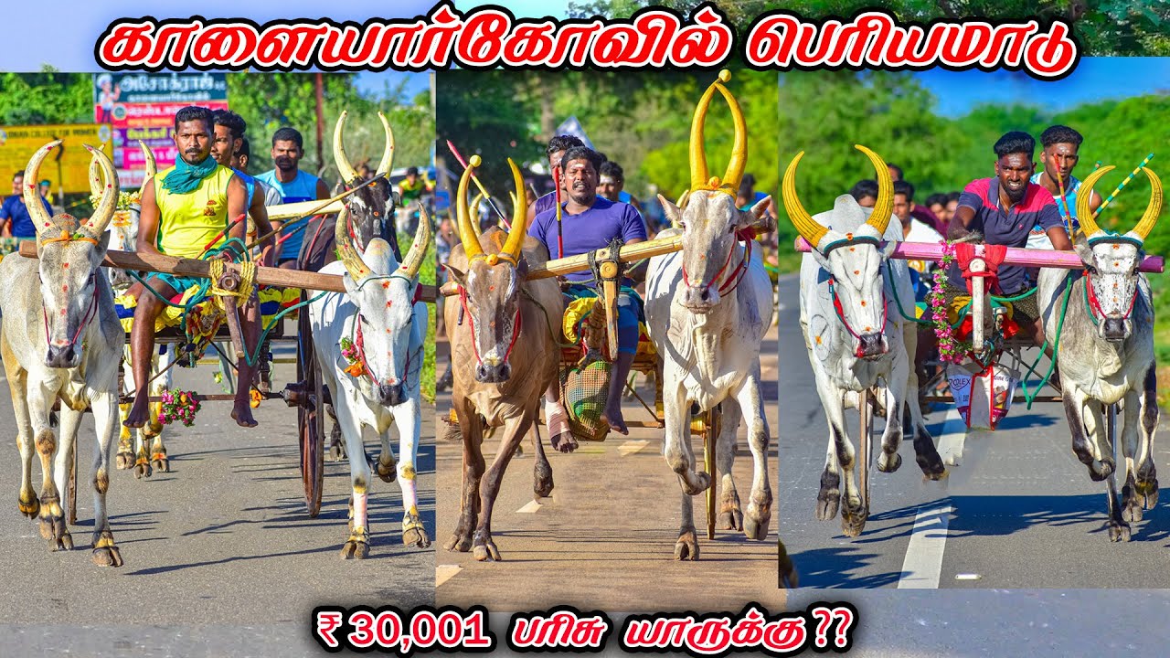 6காளையார்கோவில்-பெரியமாடு-பந்தயம்_23.11.2025_V_Photography