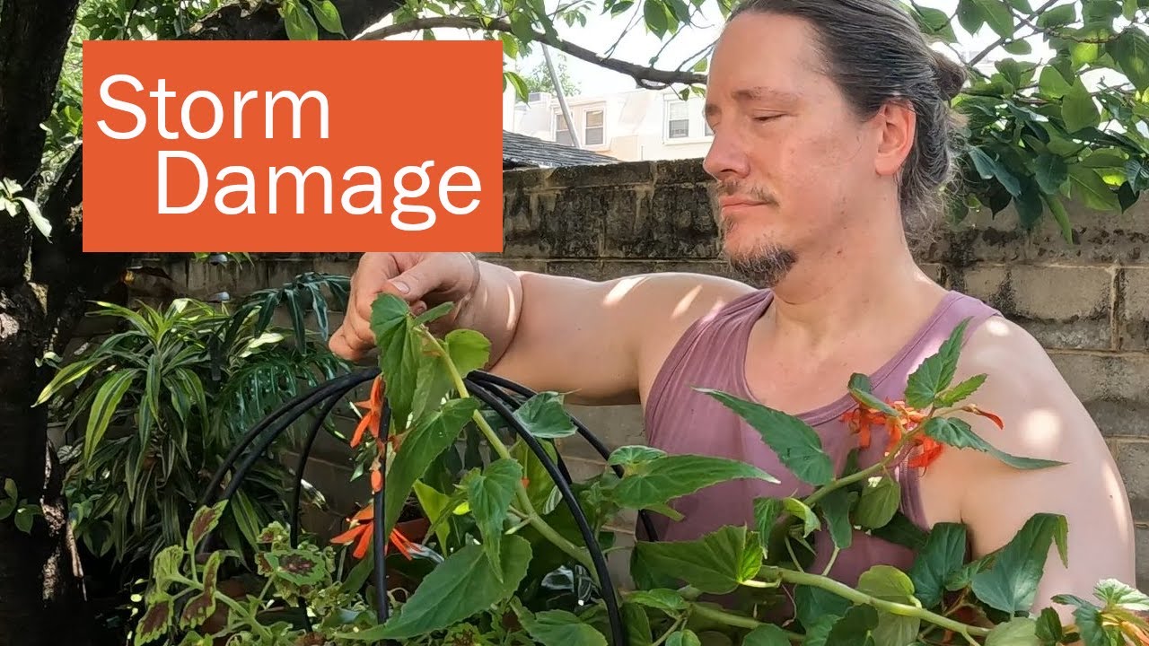 Clean-up after storm | Container Gardening