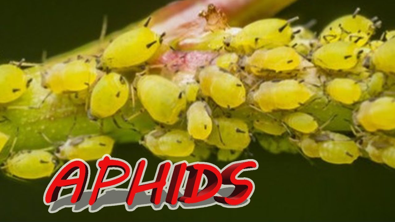 What Bug Is On My Tomatoes? | Aphids