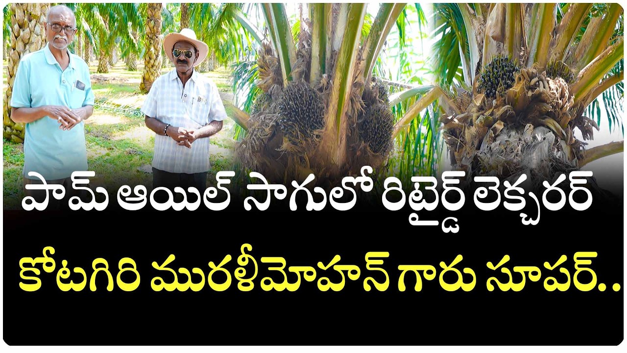పామ్ ఆయిల్ సాగులో రిటైర్డ్ లెక్చరర్ కోటగిరి మురళీమోహన్ గారు సూపర్..|| Organic Agriculture Telugu