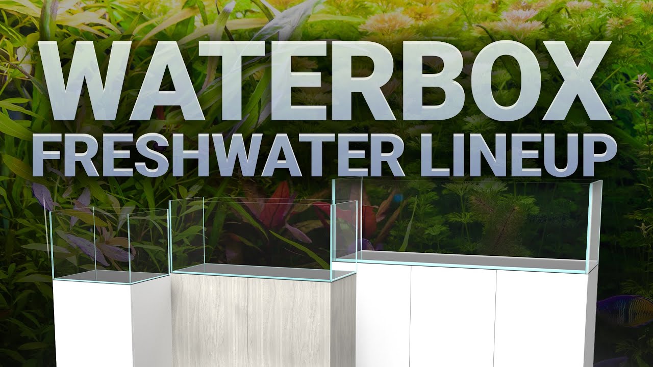 Waterbox Freshwater Aquariums - A Full Breakdown!