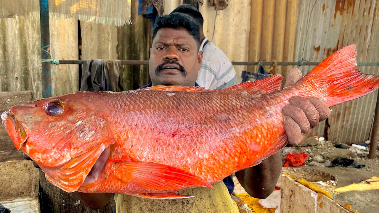 KASIMEDU SPEEDSELVAM BIG SIZE RED SNAPPER FISH CUTTING VIDEO #kasimeduselvam #fishcutting 