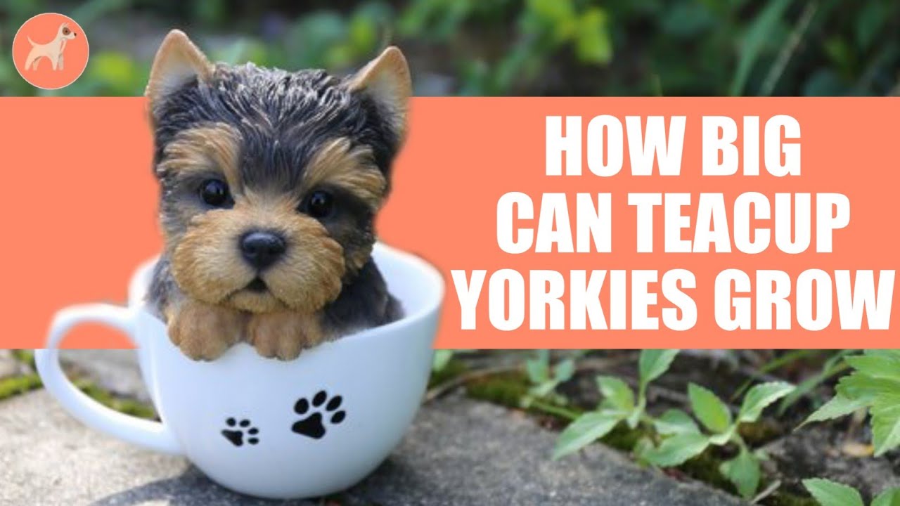 How Big Do Teacup Yorkies Get? The Expected Size of a Full-Grown Teacup Yorkie