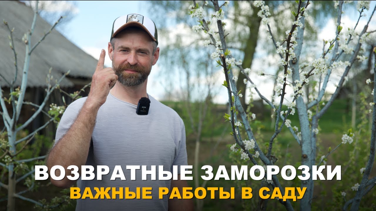 ОЖИДАЮТСЯ ВОЗВРАТНЫЕ ЗАМОРОЗКИ. Как защитить сад и огород от возвратных заморозков.