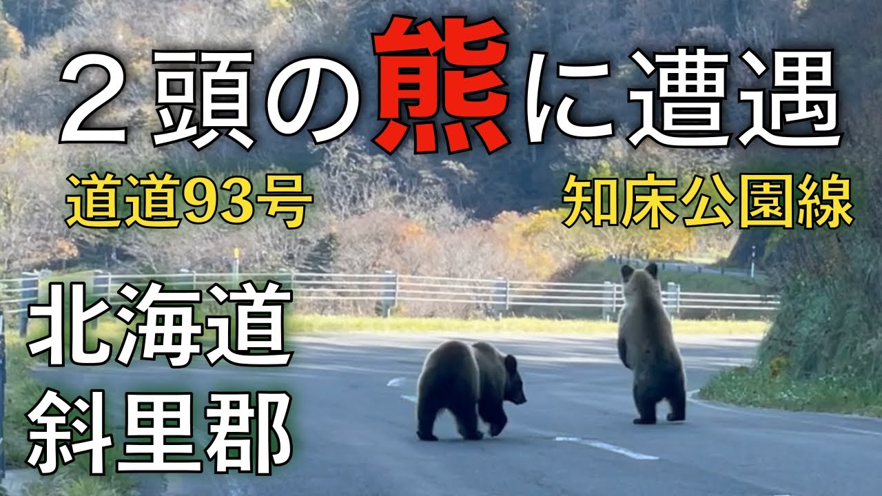 【熊】２頭のクマに遭遇　知床公園線【北海道斜里郡】