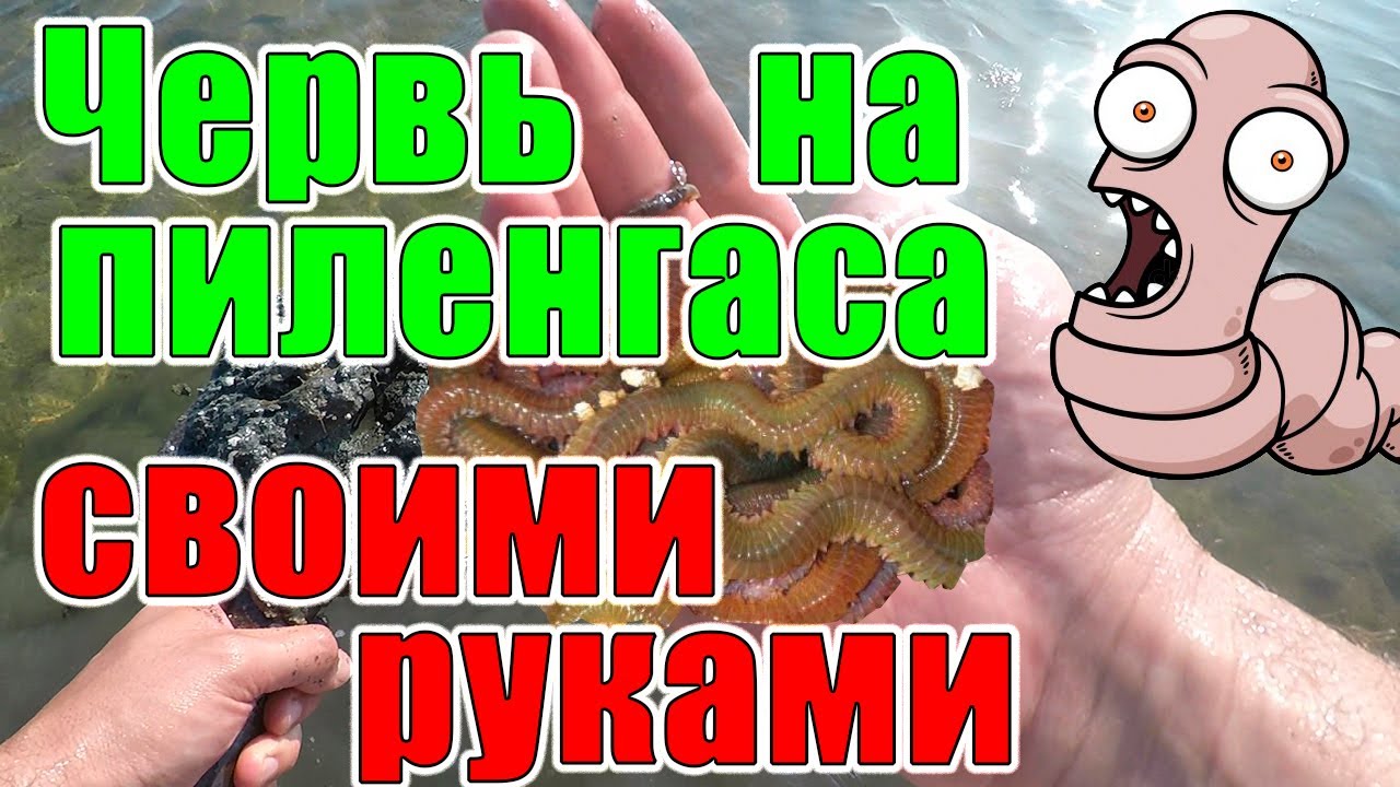 ЧЕРВЬ на ПЕЛЕНГАСА в КИРИЛЛОВКЕ, копаем сами. Нереис - лиманный червяк, ФЕДОТОВА КОСА, о. БИРЮЧИЙ