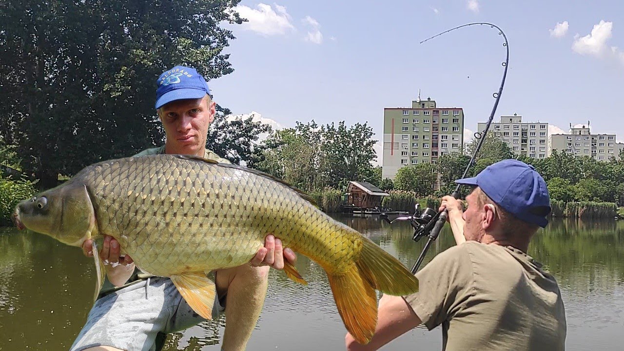 Pontyok a fa alól