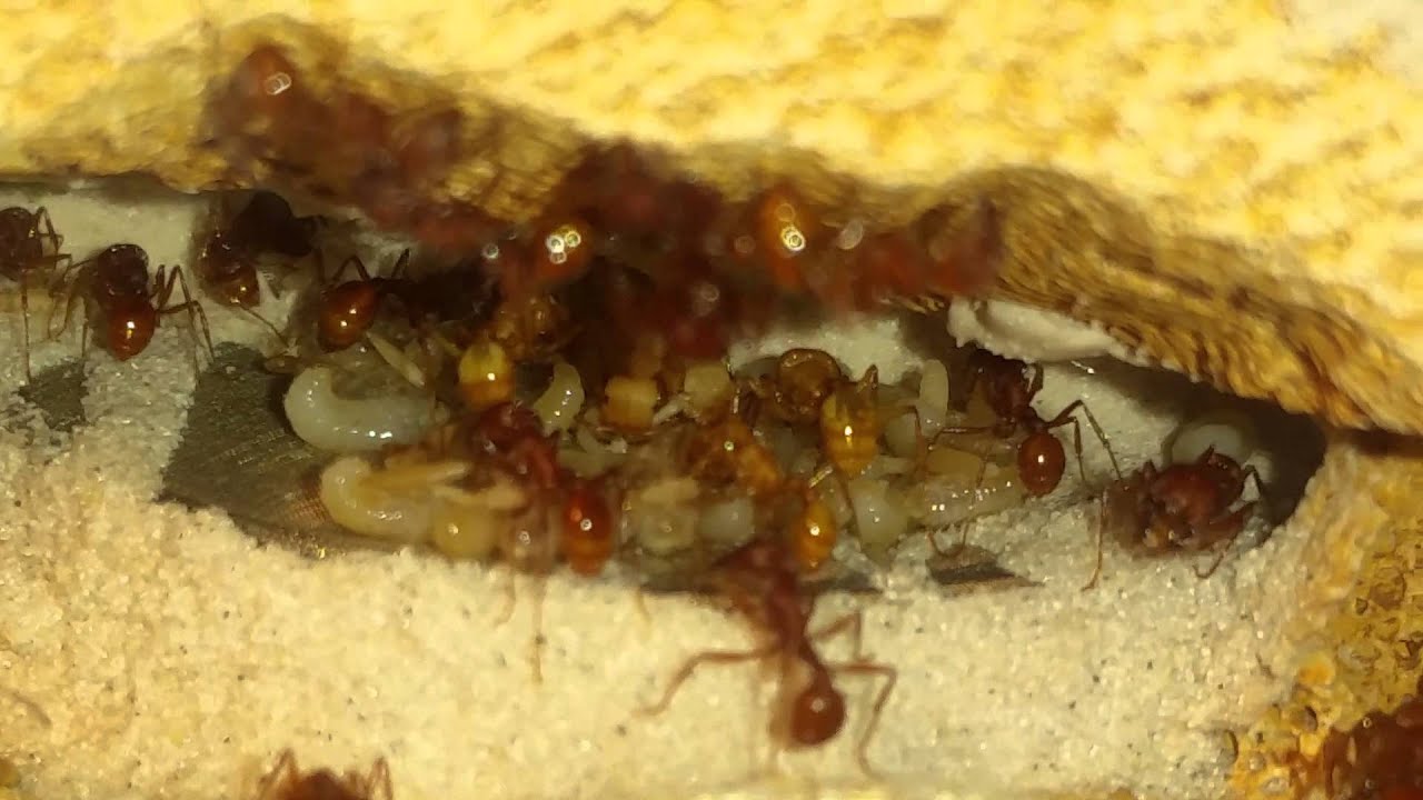 Caring for Pogonomyrmex occidentalis