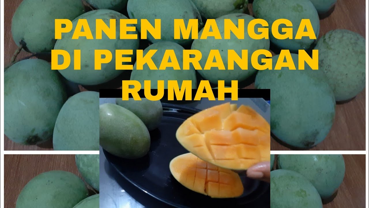 PANEN MANGGA DI PEKARANGAN RUMAH