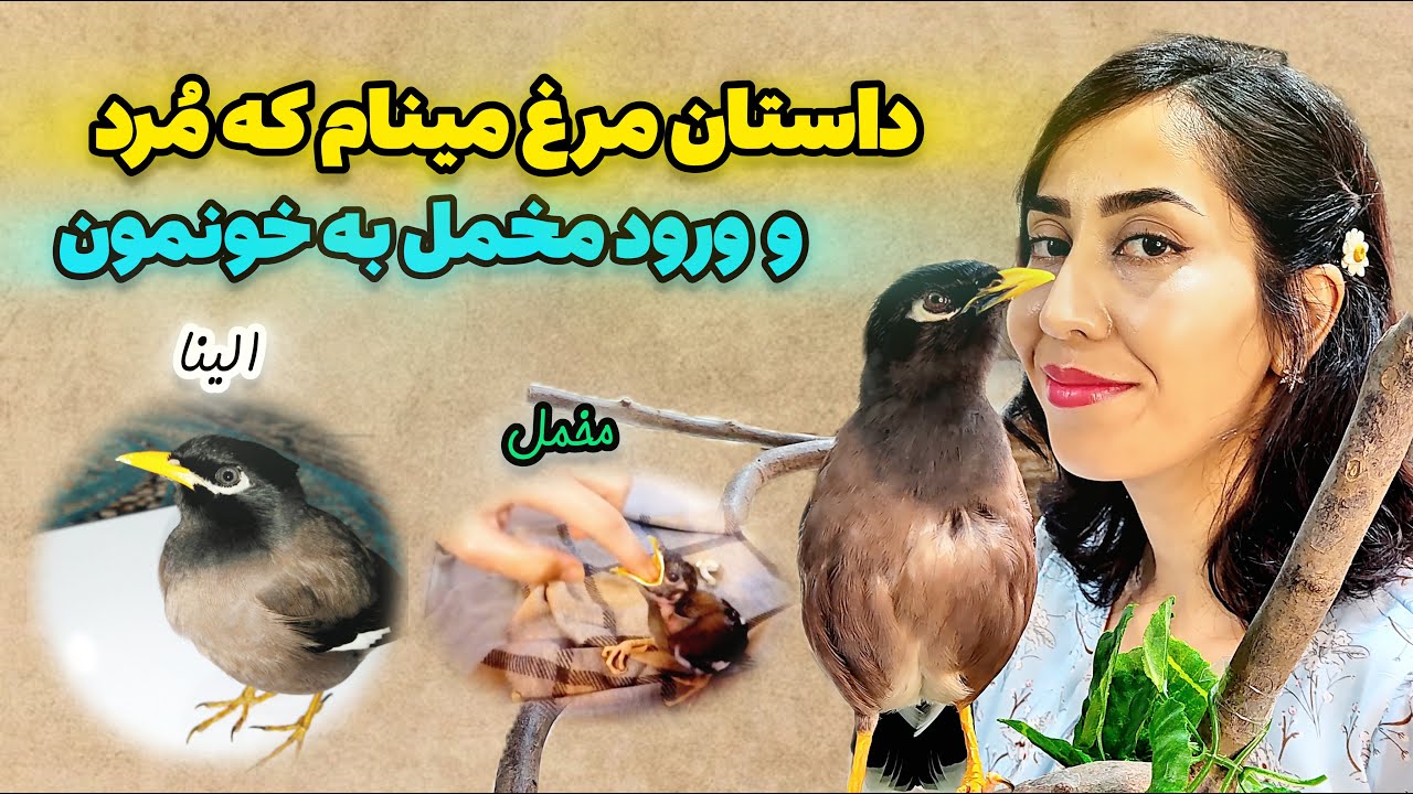 مرغ مینای قبلیم چیشد مُرد؟😭🐦 | همه چی در مورد مرغ مینام مخمل ❤️