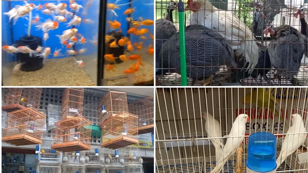 ACESSÓRIOS, PASSAROS E GAIOLAS NO MERCADO DA MADALENA RECIFE/ PE, BRASIL.