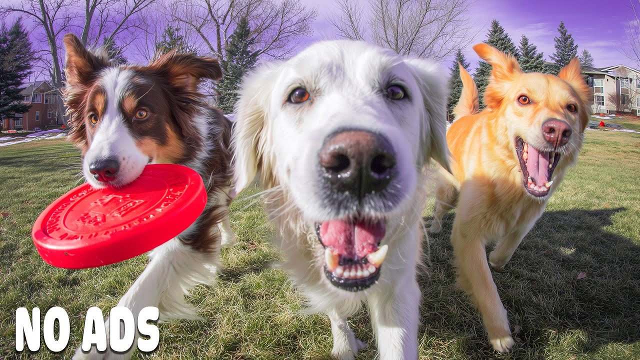 12 ЧАСОВ ТВ для Собак 🐶Музыка от Тревоги Разлуки🌈💖Сон и Исцеление🐕Без Рекламы