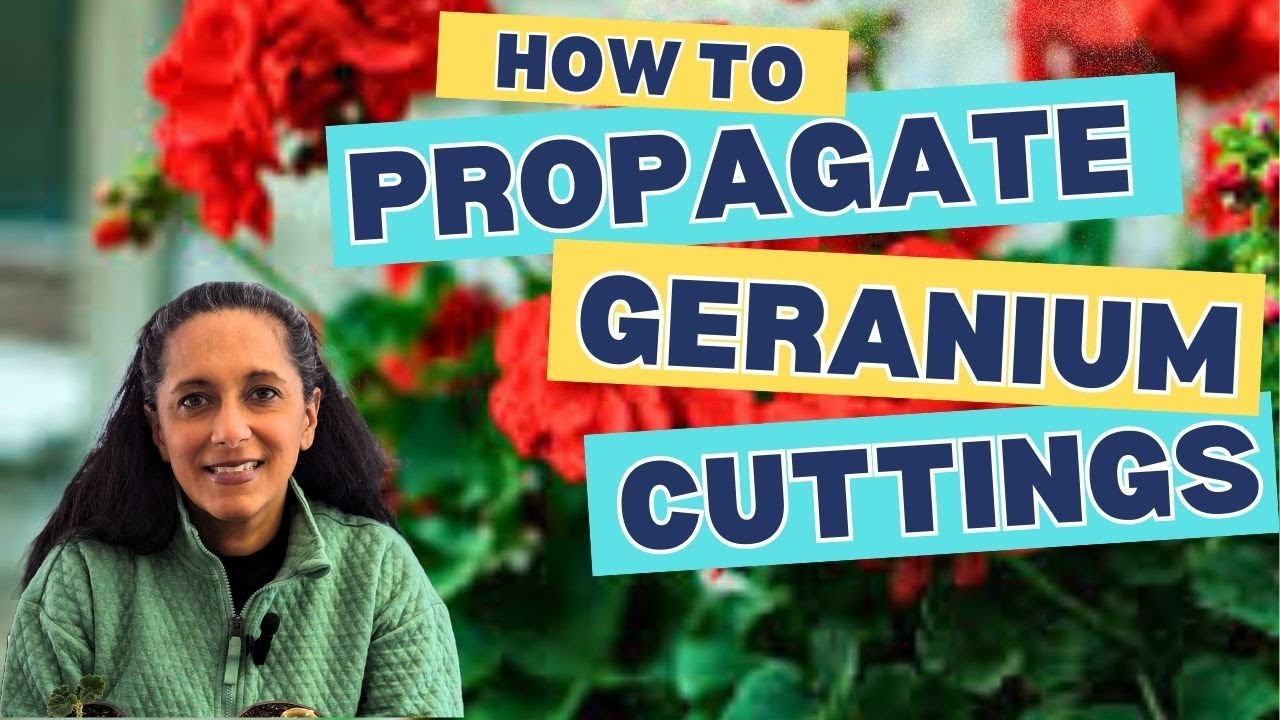 Easy Geranium Propagation | How To Grow Geraniums From Cuttings || Budget Gardening
