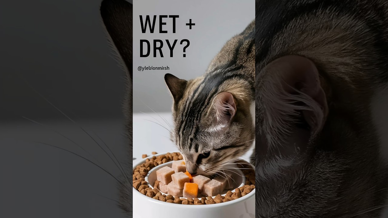 Dry Cat Food: How to Mix with Wet Food #cats #kittenfood #yellowmimish @AllAboutCatsYT