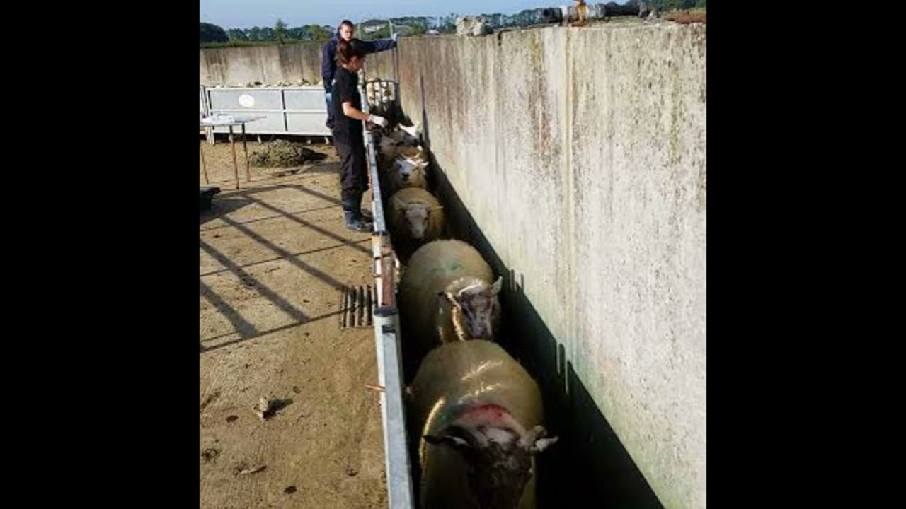 Update on the Sheep Welfare Scheme