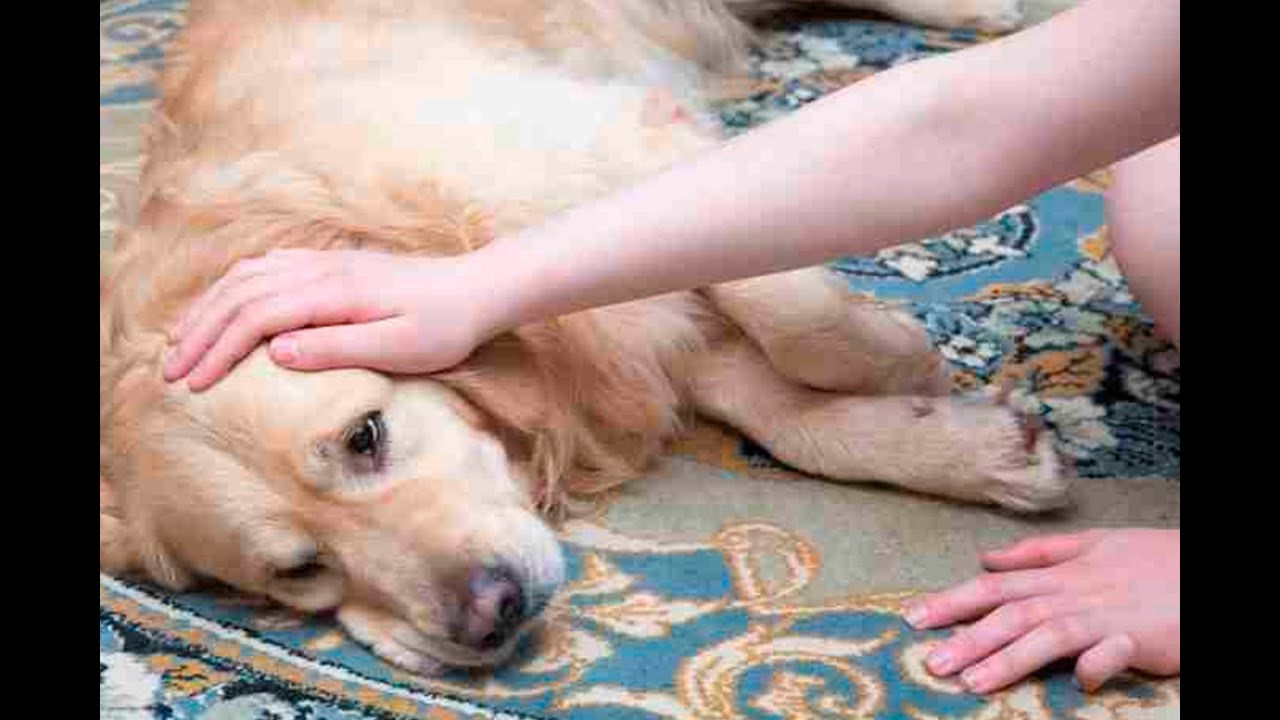 Vecinos de San Isidro indignados por envenenamiento de perritos en los parques