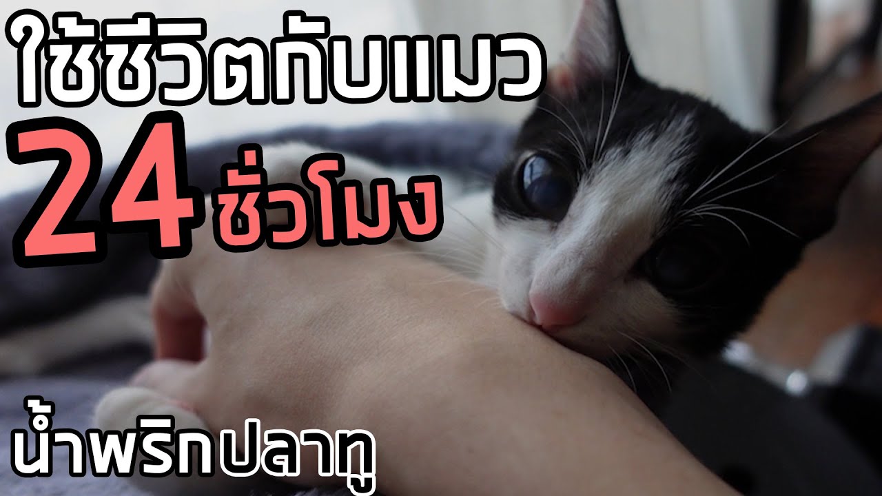 ใช้ชีวิตกับ 