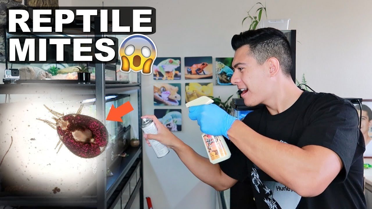HOW TO TREAT REPTILE MITES!