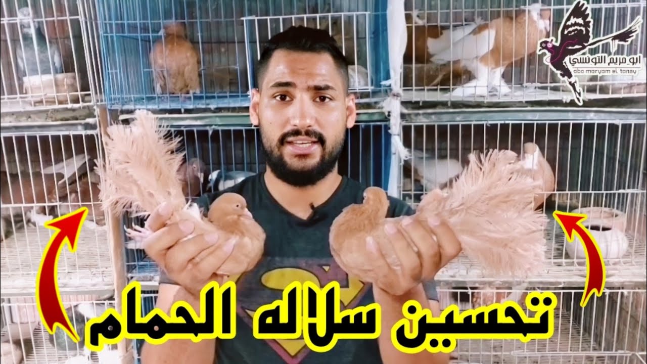 لو حمامك مستواه ضعيف هاقولك ازاي تحسن سلاله الحمام