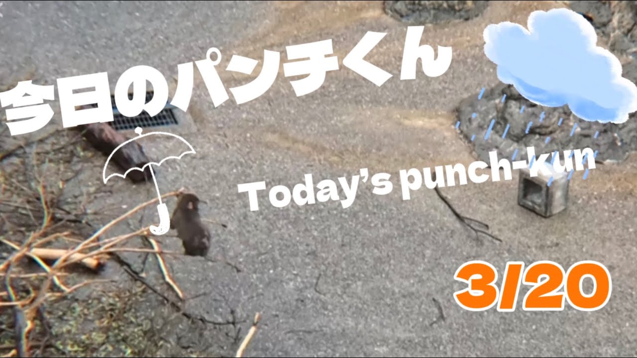 【がんばれパンチ】大丈夫かな…そっと寄り添いたくなるパンチくん【Go, Punch!】He Needs a Hug… I Just Want to Protect Him 