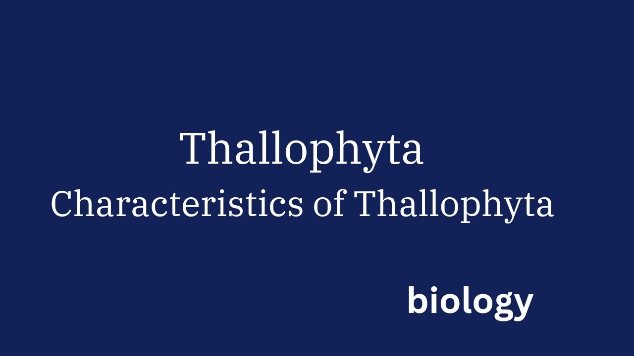Thallophytes || characteristics of Thallophyta || class 9 biology || Diversity in living organisms||