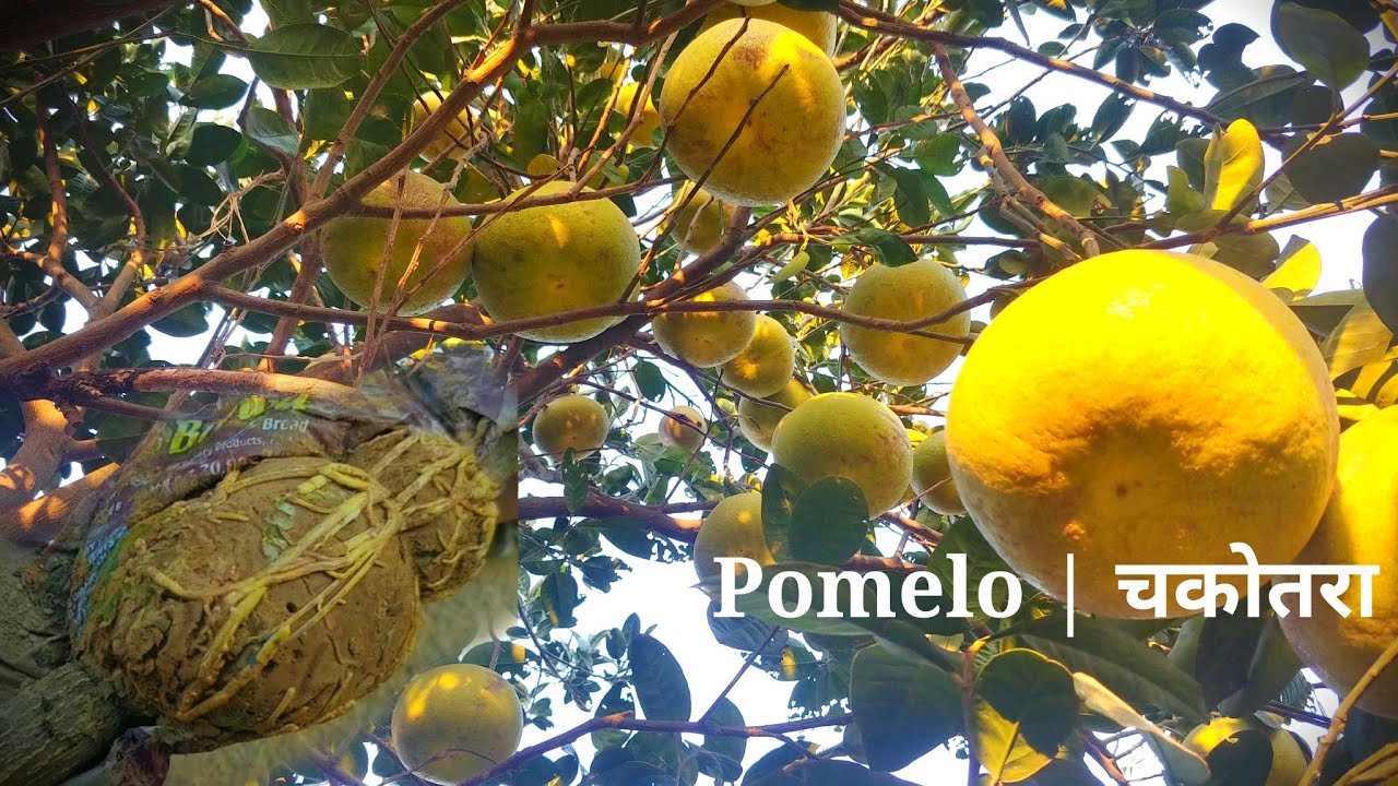Grow Pomelo plants | Chakotra from air layering & its care