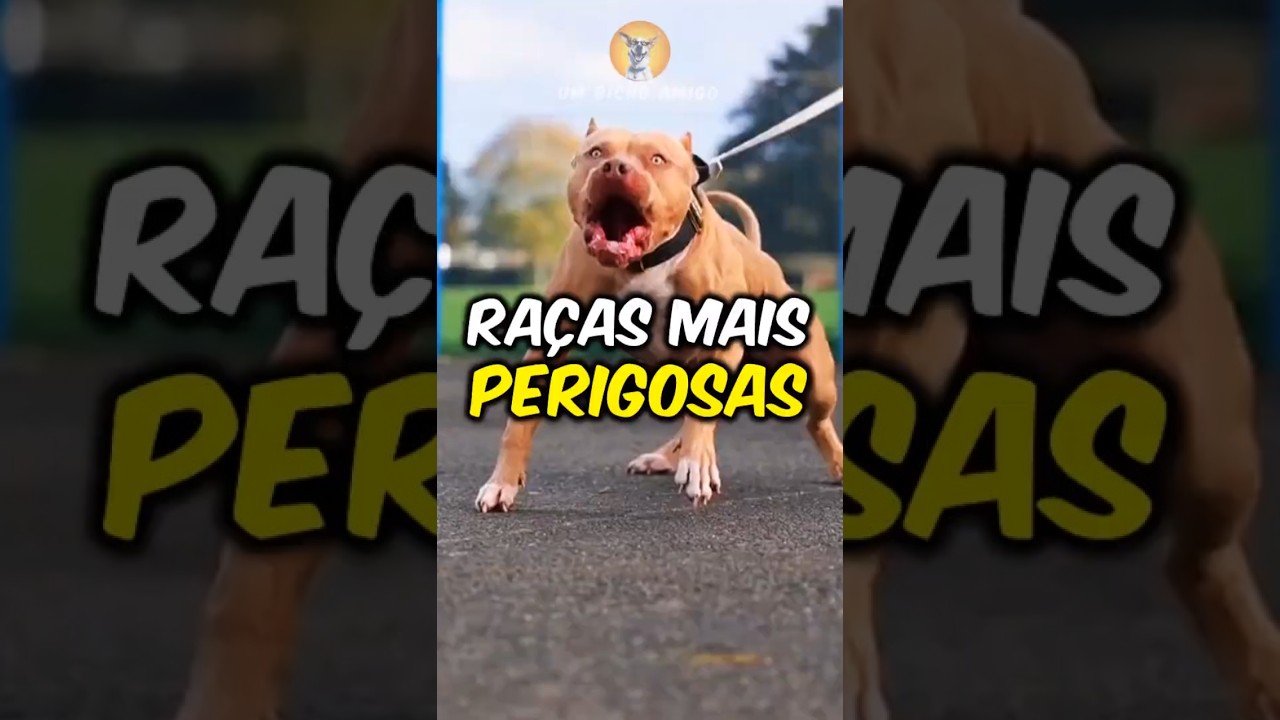 As 10 ra&ccedil;as de c&atilde;es mais perigosas do mundo!