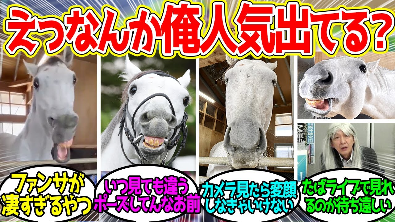 シェケナ、アイドルホースに決定！お前ここでも2着なんかい！に対するみんなの反応！【競馬 の反応集】