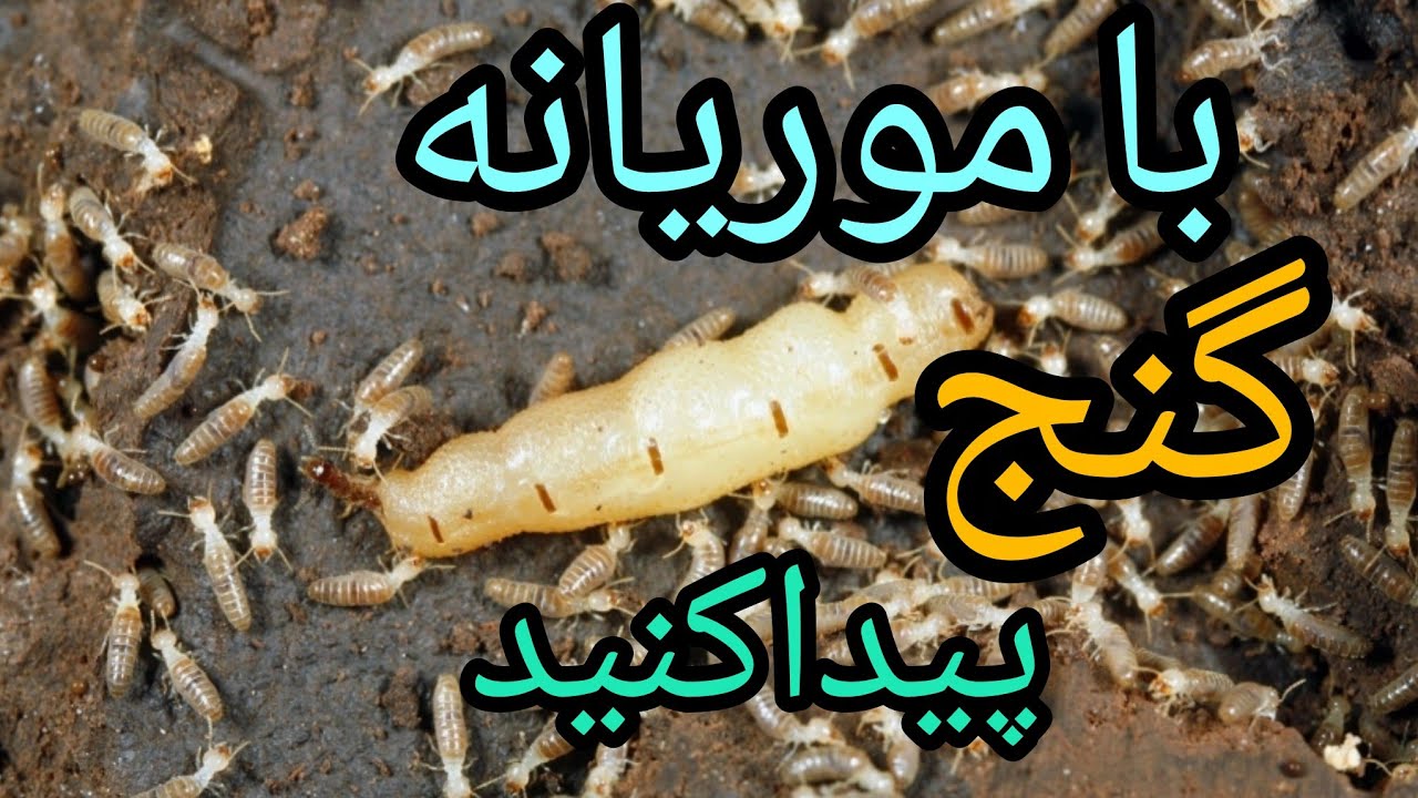 رابطه موریانه و گنج!!!!آیا لانه موریانه به گنج  منهی میشود؟؟؟دکتررضاابراهیمی