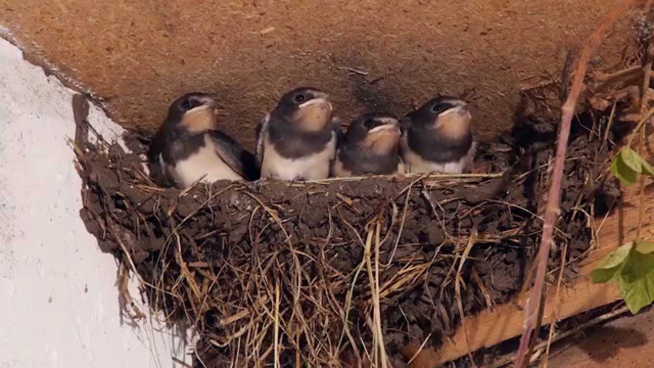Golondrina común, Ave del Año 2014