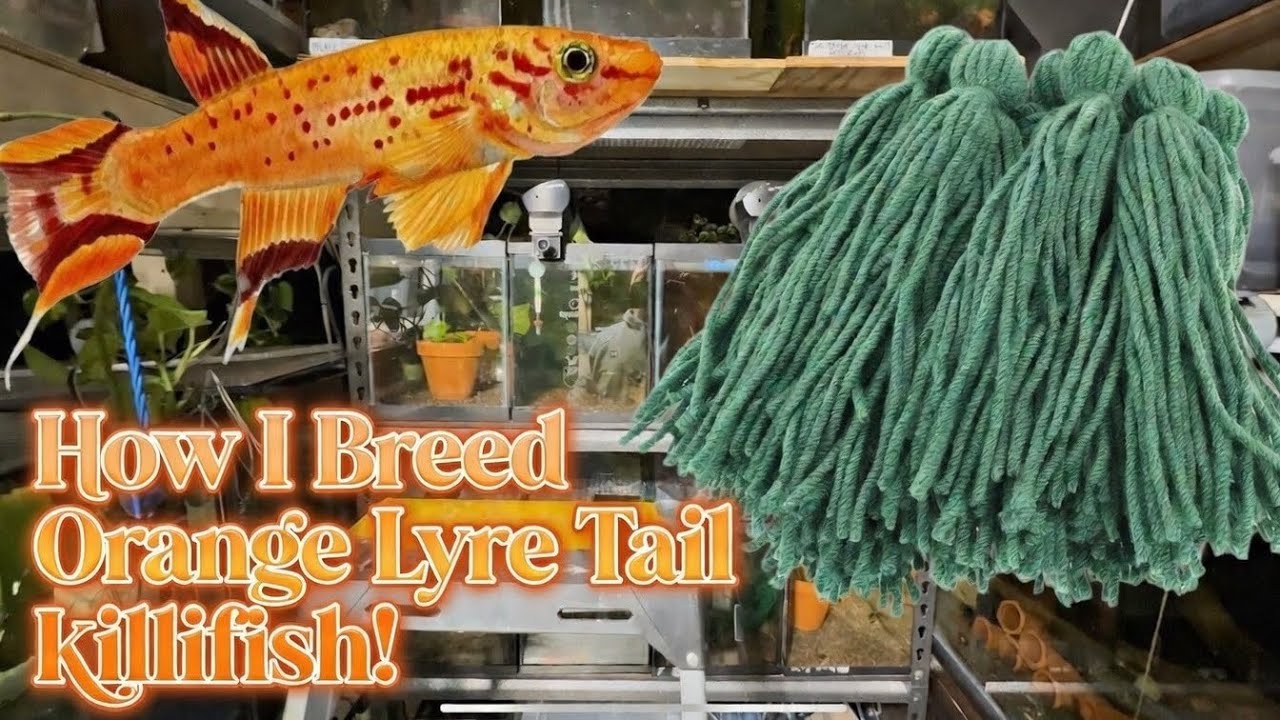 Breeding Vibrant Orange Lyre Tail Killifish: My Full Setup & Tips!