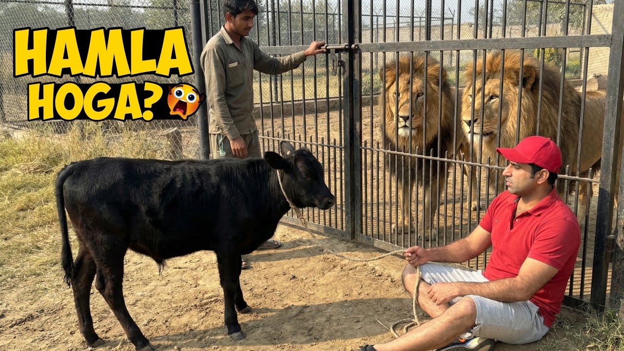 Sher Ke Samne Bull… Kya Hamla Kar Dein Ge? 😱🦁