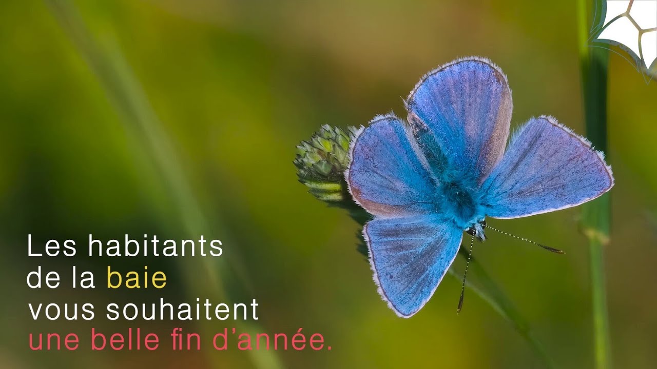 2025 : une année pour agir ensemble pour la biodiversité de la baie de Saint-Brieuc