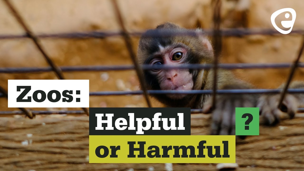Why do we need zoos?